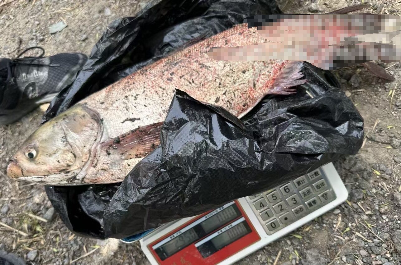 鱼类短时间内大量死亡，背后真相究竟如