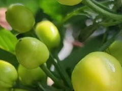 平度樱桃授粉药与樱桃落果、僵果的因果
